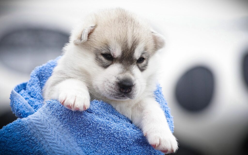 Adorable Husky Puppy Wrapped in Blue Towel - Charming Wallpaper