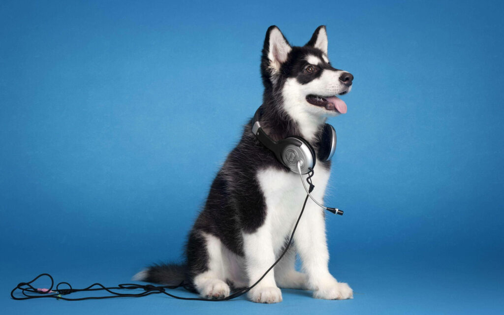 Playful Husky Pup Takes a Music Break on a Serene Blue Canvas Wallpaper