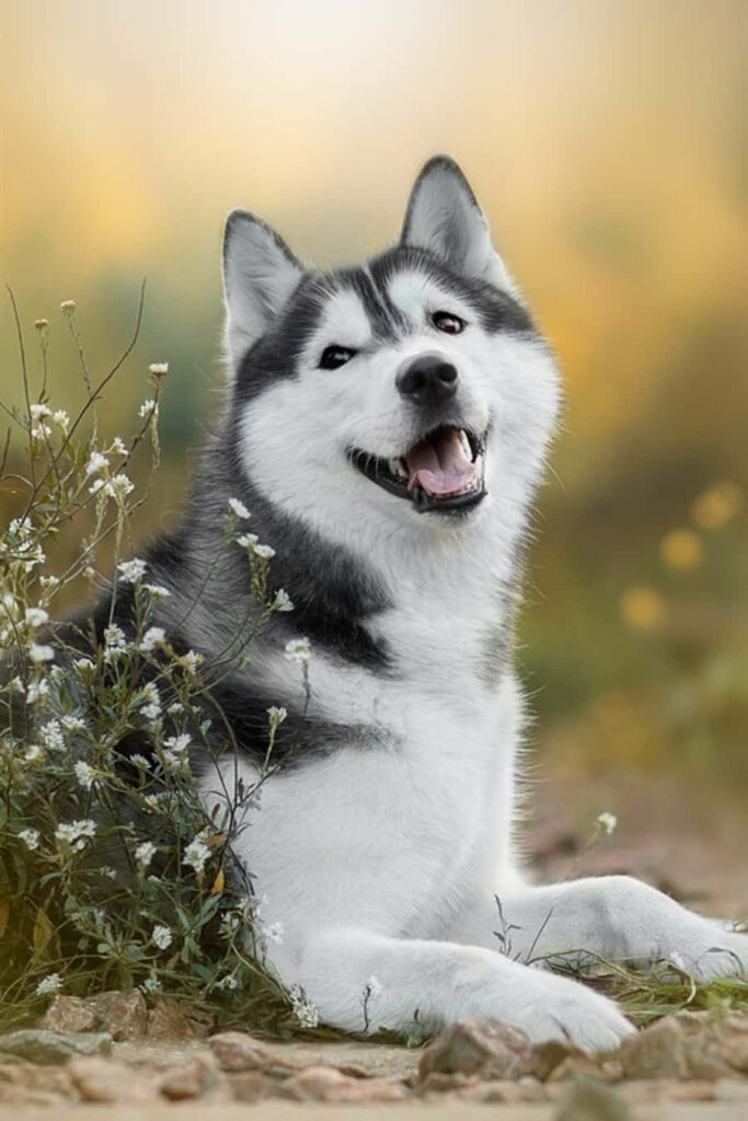 Joyful Husky Surrounded by White Flowers - Serene Wallpaper Background