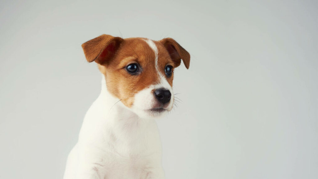 Adorable Jack Russell Terrier Puppy Captivates with Innocent Gaze against Pure White Background Wallpaper