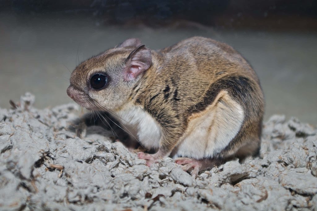 Close-up of Japanese dwarf flying squirrel with soft grey fur and large dark eyes on bedding Wallpaper
