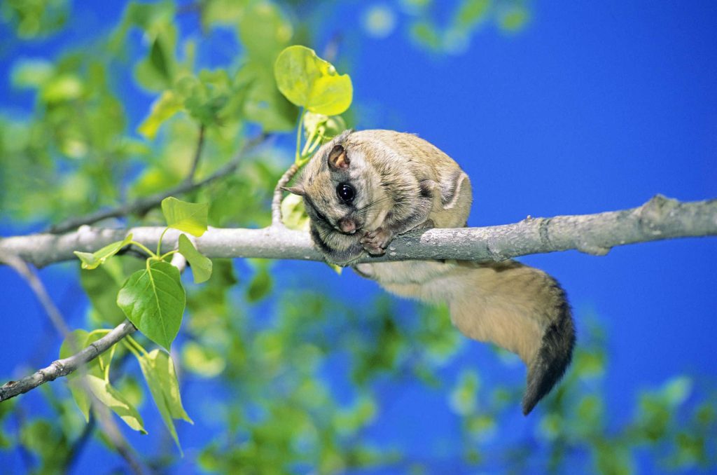Japanese dwarf flying squirrel on tree branch with fluffy fur against deep blue sky wallpaper