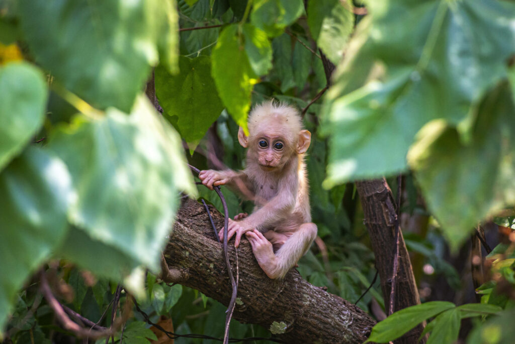 Adorable Japanese Macaque Baby on Tree Branch - Serene Wallpaper