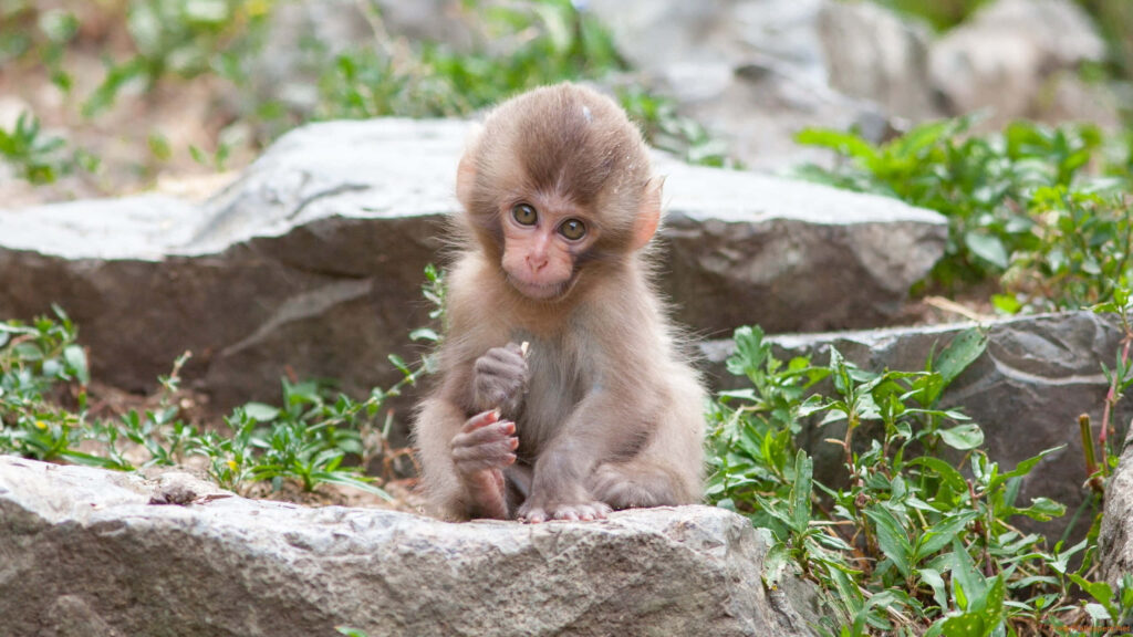 Adorable Japanese Macaque Wallpaper