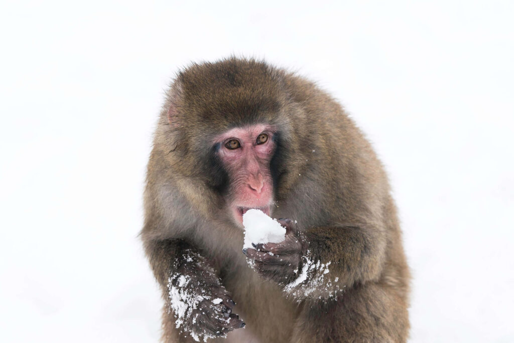 Adorable Snowy Monkey Wallpaper: Japan's Macaque in Winter Bliss