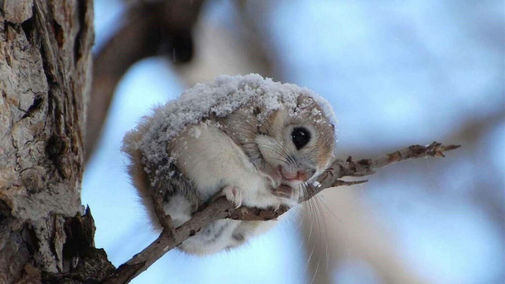 Adorable Winter Squirrel Wallpaper: Snowy Japanese Landscape