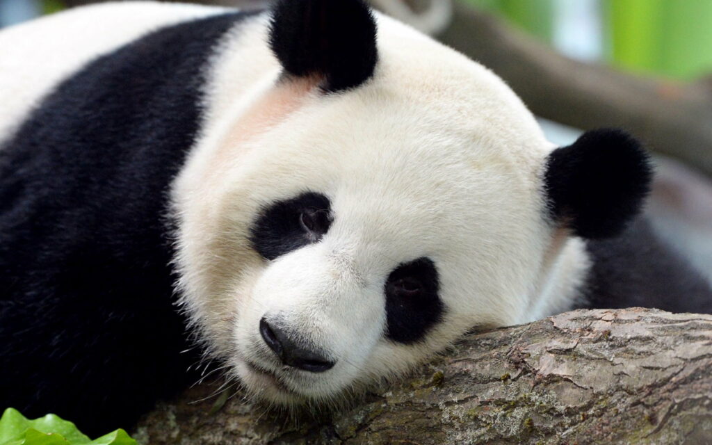 Panda Paradise: Captivating Jiao Qing and Other Adorable Zoo Animals in a Stunning QHD Wallpaper