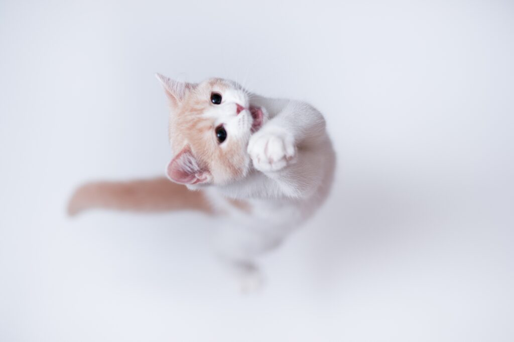 Playful Cat Mid-Jump: Lively Wallpaper for Cat Lovers