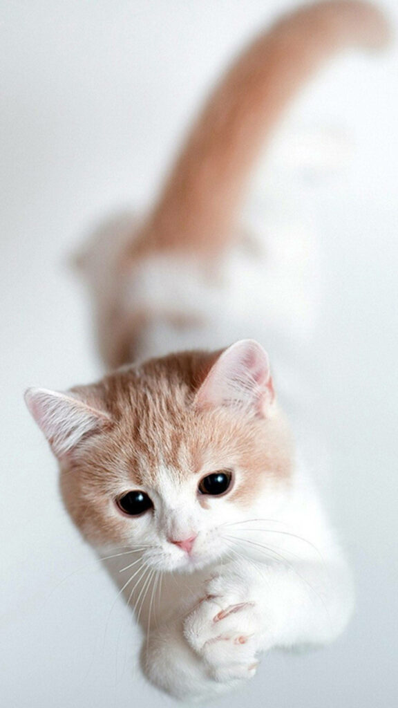 Playful Cat Jump Wallpaper for Samsung Galaxy S6 Edge - Dreamy Background