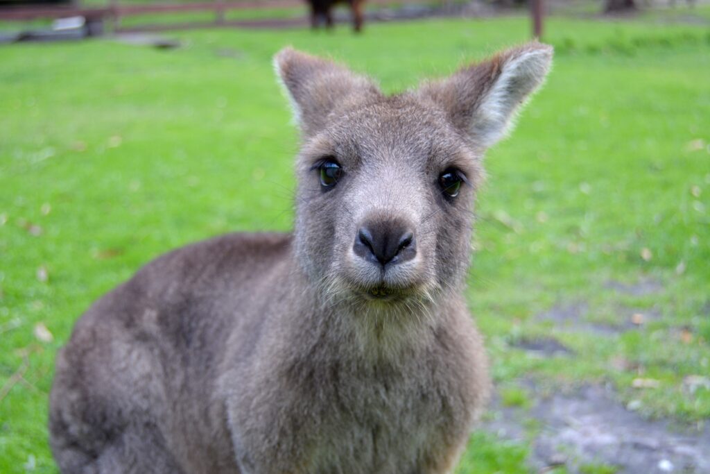 Cute Kangaroo Close-Up: Adorable Muzzle on Lush Green Background Wallpaper