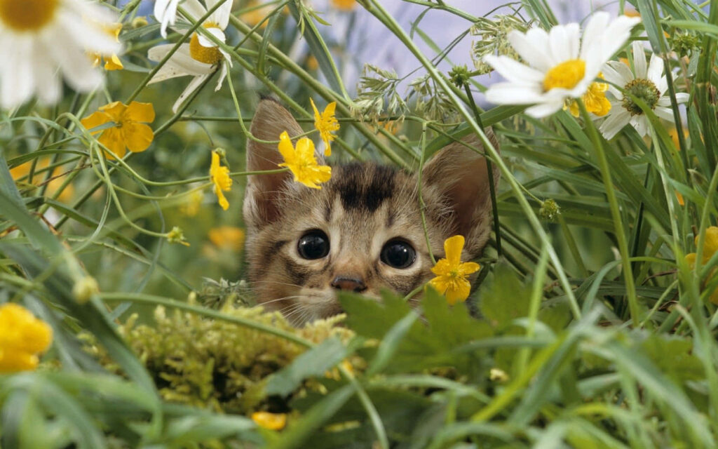 Adorable Kitten Among Yellow and White Wildflowers - Serene Background Wallpaper