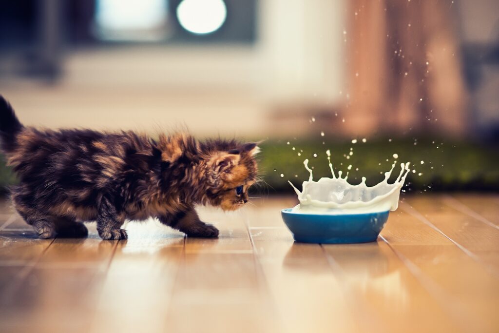 Playful Kitten Approaching Milk Splash - Adorable Wallpaper