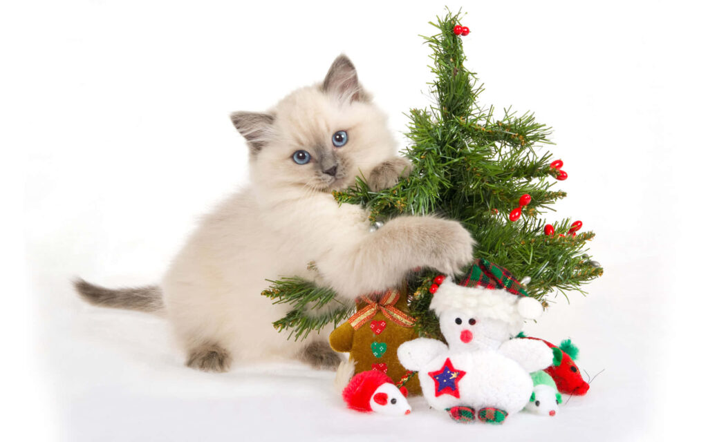 Adorable Kitten & Christmas Tree Festive Wallpaper Background