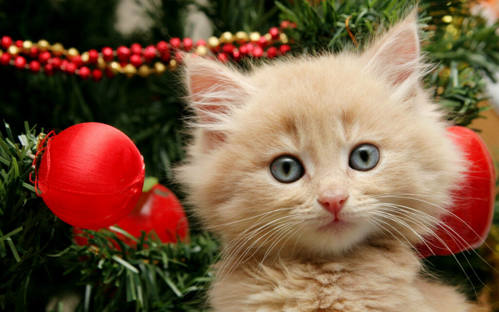 Festive Kitten Wallpaper: Adorable Fluffy Pal by Christmas Tree