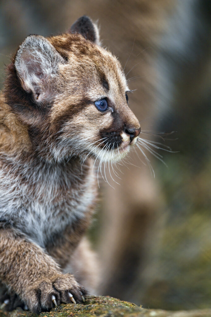 Adorable Kitten Close-Up: Captivating Fur & Bright Eyes Wallpaper