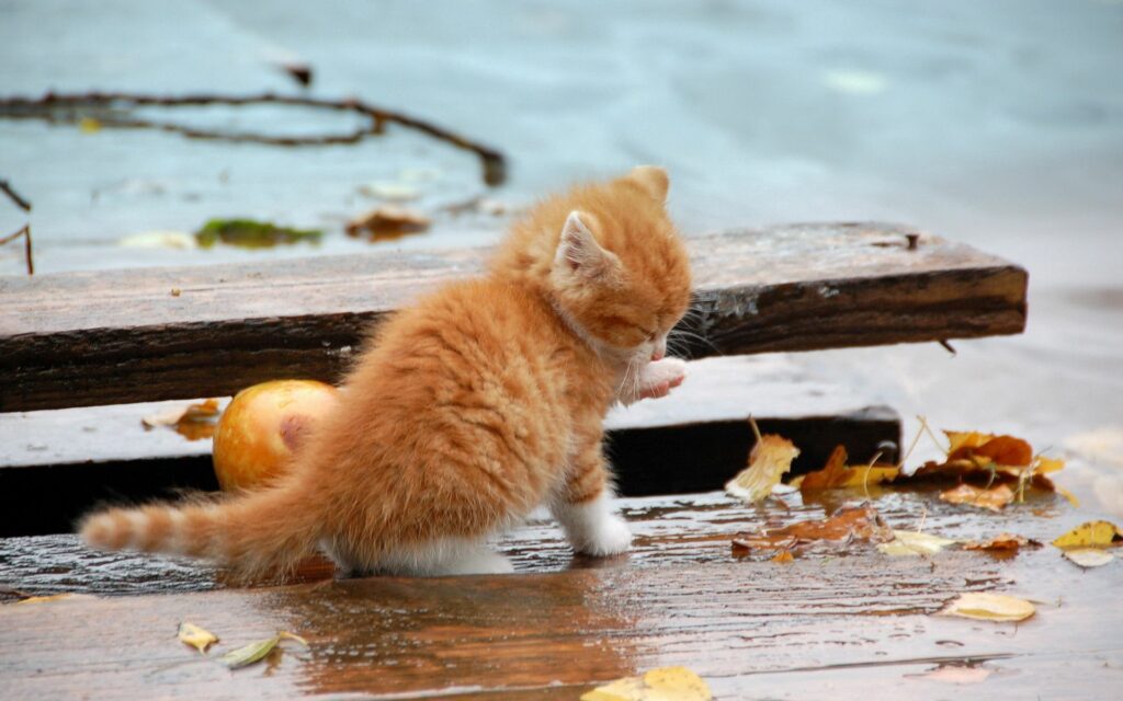 Adorable Kitten Exploring Autumn Leaves - Cozy Wallpaper 1920x1200