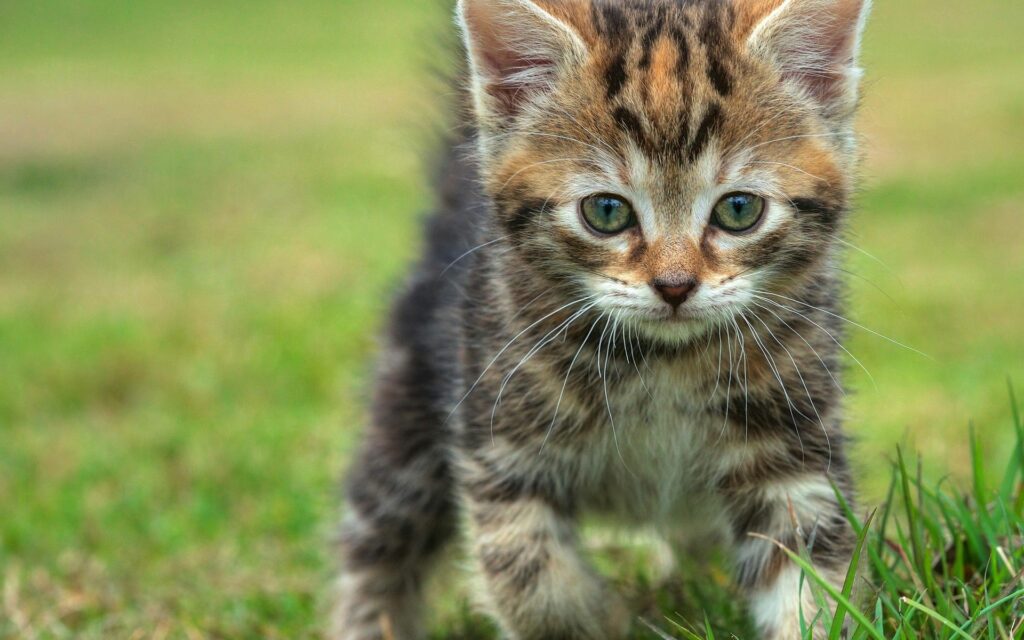 Adorable Kitten Exploring Grass: Innocent Background Wallpaper