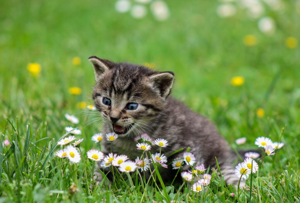 Curious Kitten Explores Grassy Field of White Flowers - Adorable Scene Wallpaper
