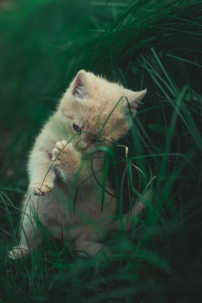 Adorable Kitten Exploring Lush Green Grass - Nature Wallpaper
