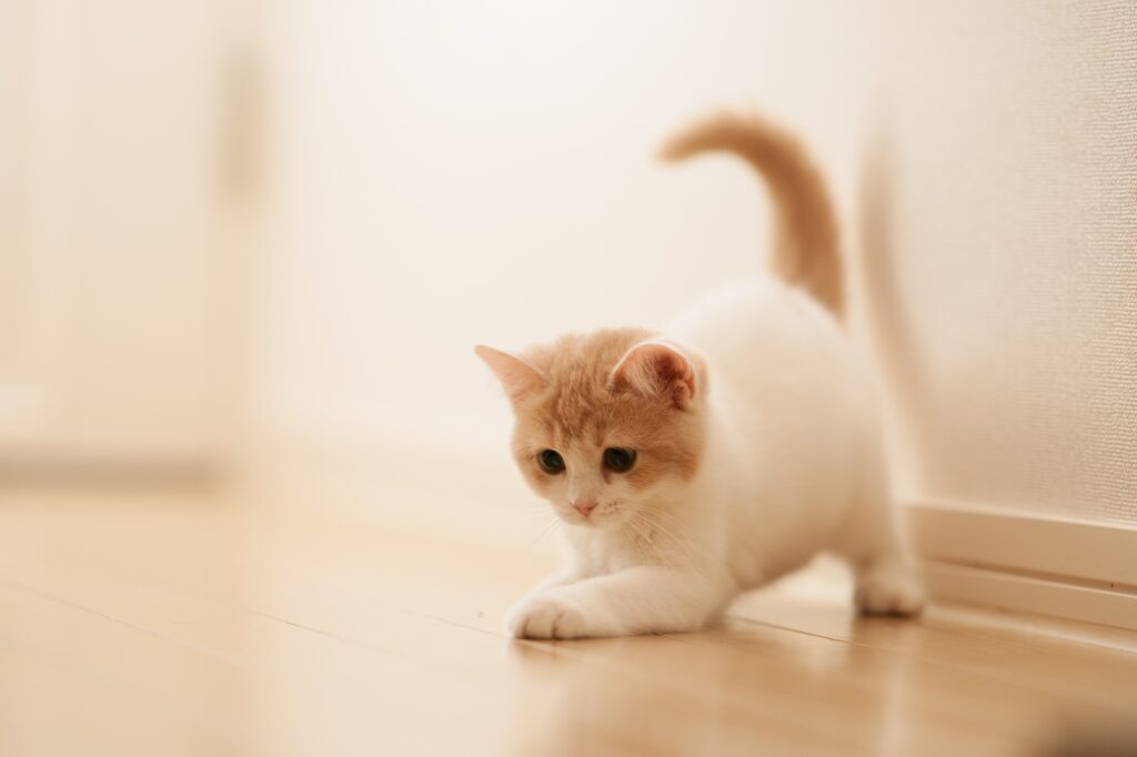 Adorable Kitten Exploring Cozy Parquet Floor - Charming Wallpaper