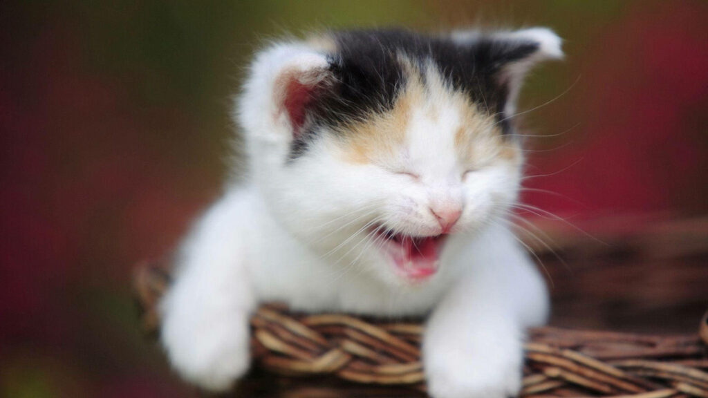 Joyful Kitten Wallpaper: Lively & Charming Background for Devices