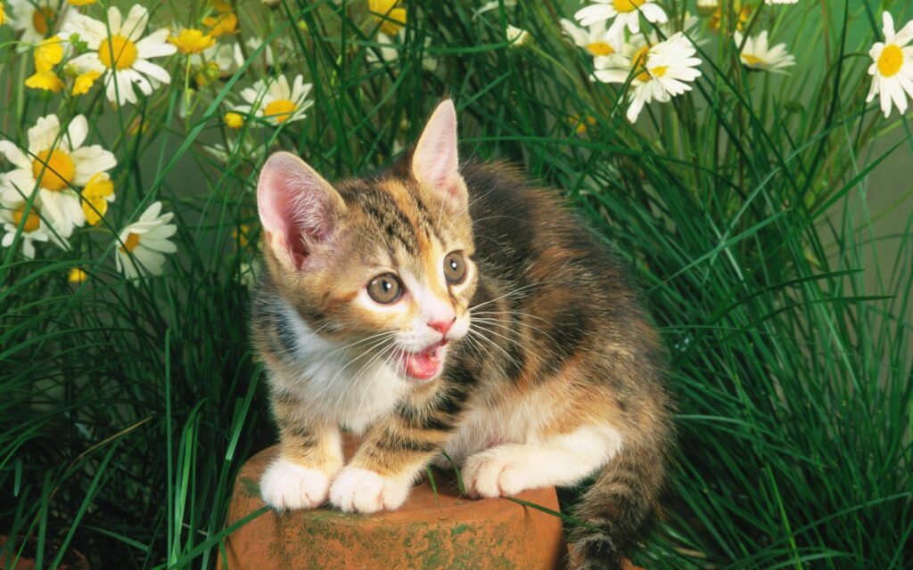 Adorable Kitten Meowing on Tree Stump with Bright Flowers Background Wallpaper