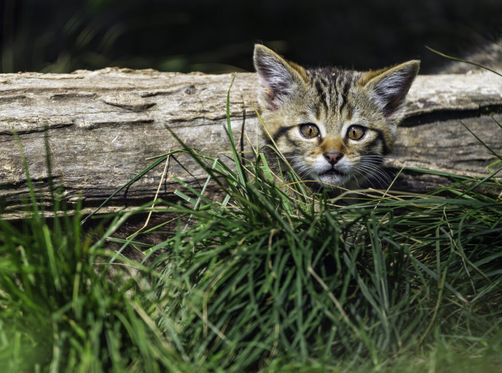 Adorable Kitten Peeking from Grass & Log - Cute Nature Wallpaper