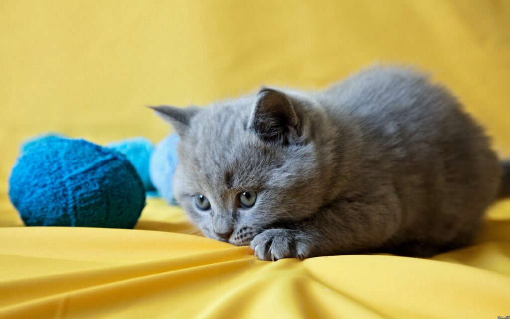 Cheerful Kitten Playing with Blue Ball on Vibrant Yellow Background Wallpaper