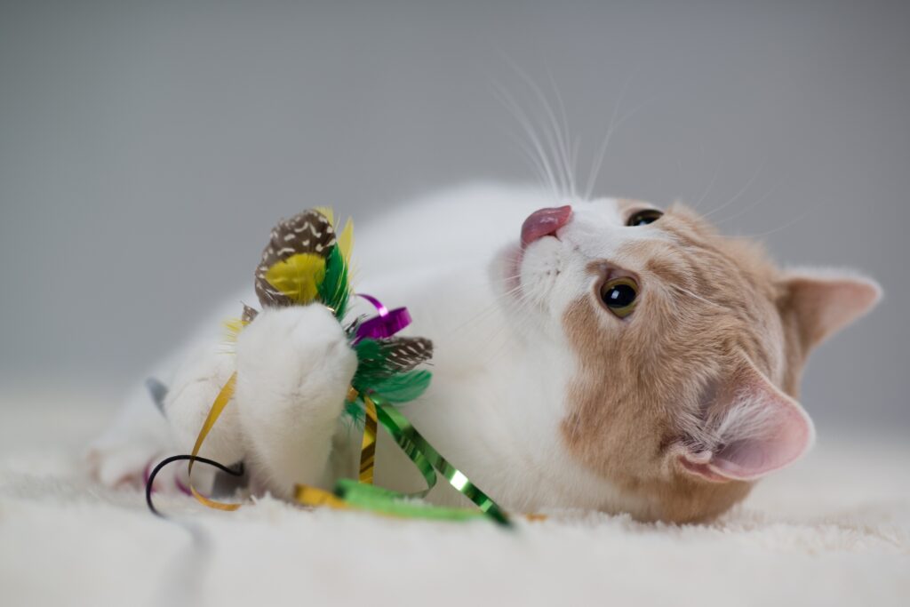 Adorable Kitten with Toys: Heartwarming Wallpaper Background