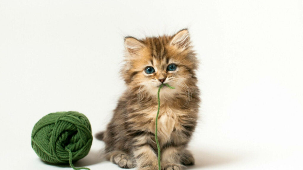 Adorable Kitten Playing with Yarn - Heartwarming Wallpaper Background