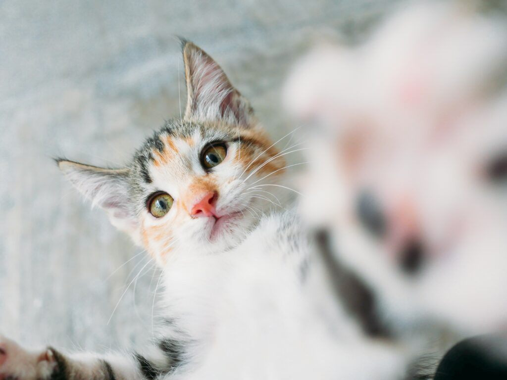 Adorable Kitten Selfie Wallpaper - Perfect for Cat Lovers!