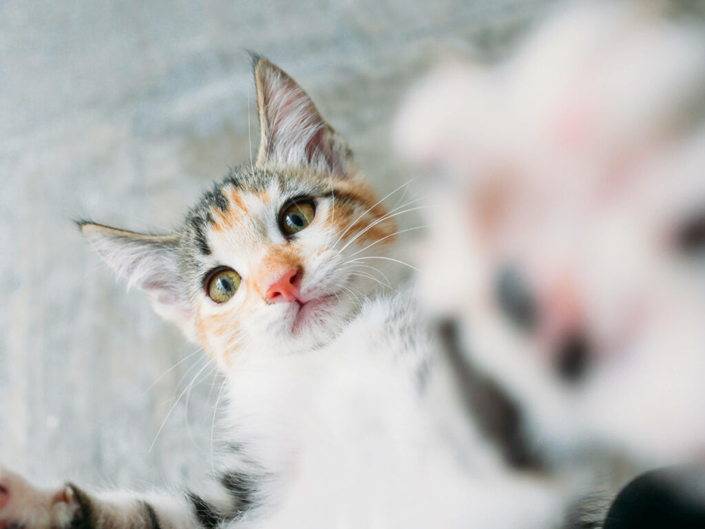 Playful Kitten Selfie Wallpaper – Heartwarming Cat Lovers' Background