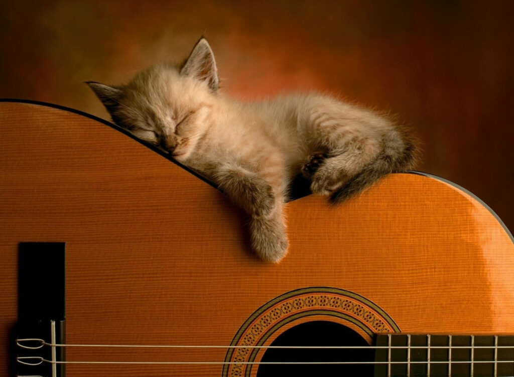 Adorable Kitten Sleeping on Guitar - Heartwarming Wallpaper Background