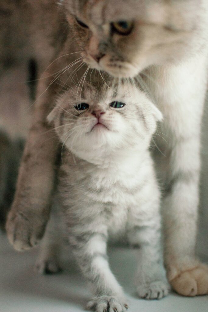 Adorable Kittens Snuggling: Heartwarming Family Moment Wallpaper