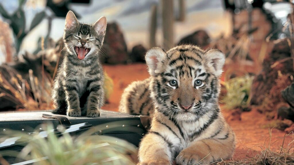 Heartwarming Kitten & Tiger Cub Friendship Wallpaper 1920x1080