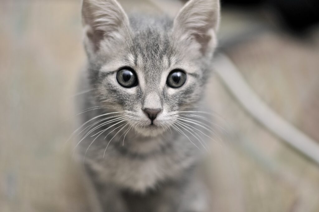 Curious Kitten Close-Up Wallpaper with Captivating Eyes