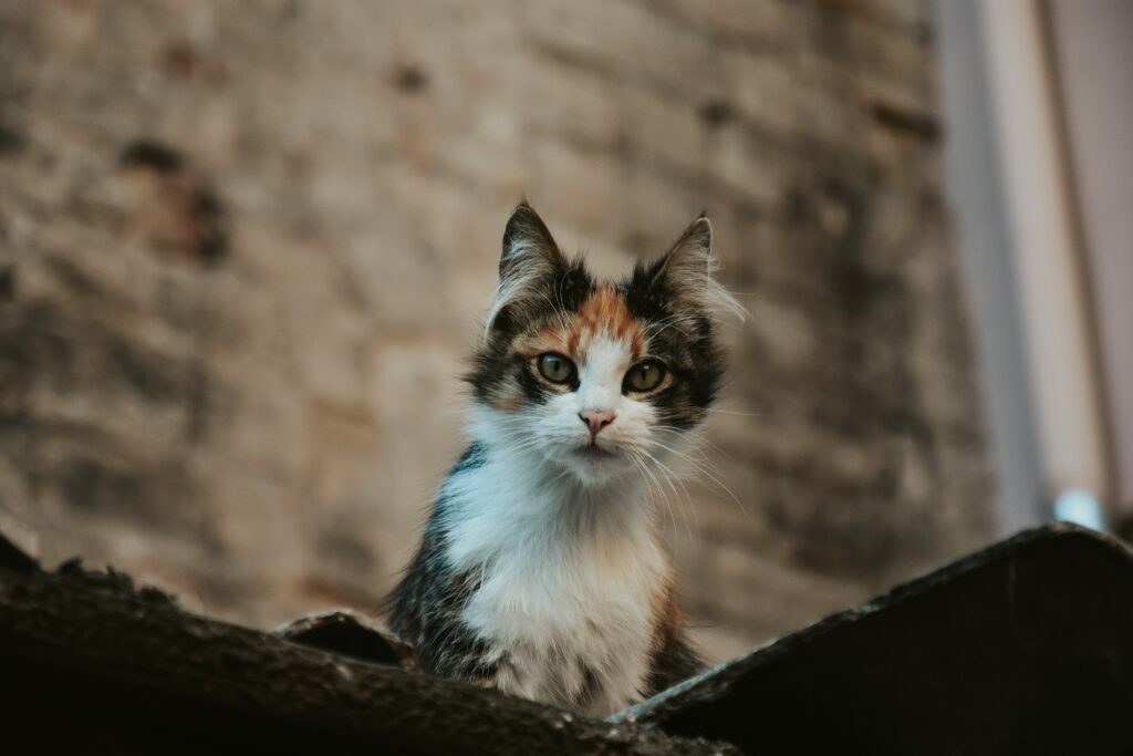 Charming Kitten Wallpaper: Captivating Eyes & Textured Background