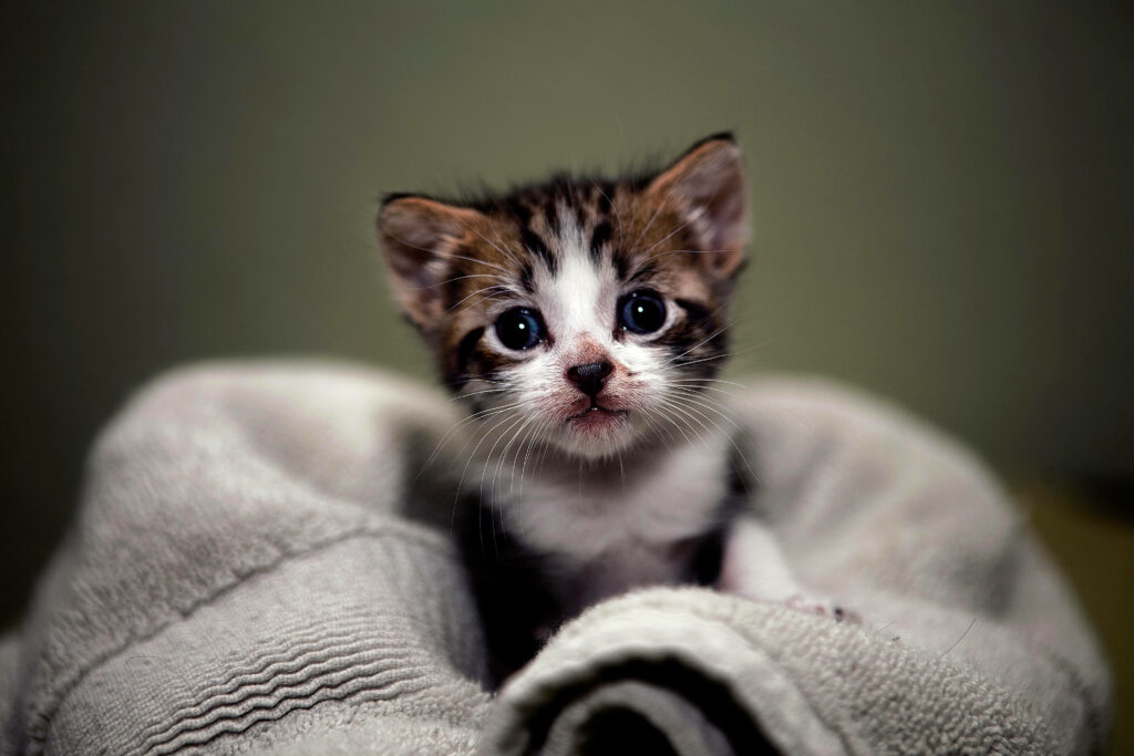 Serene Kitten Wallpaper: Adorable Tiny Cat in Soft Blanket