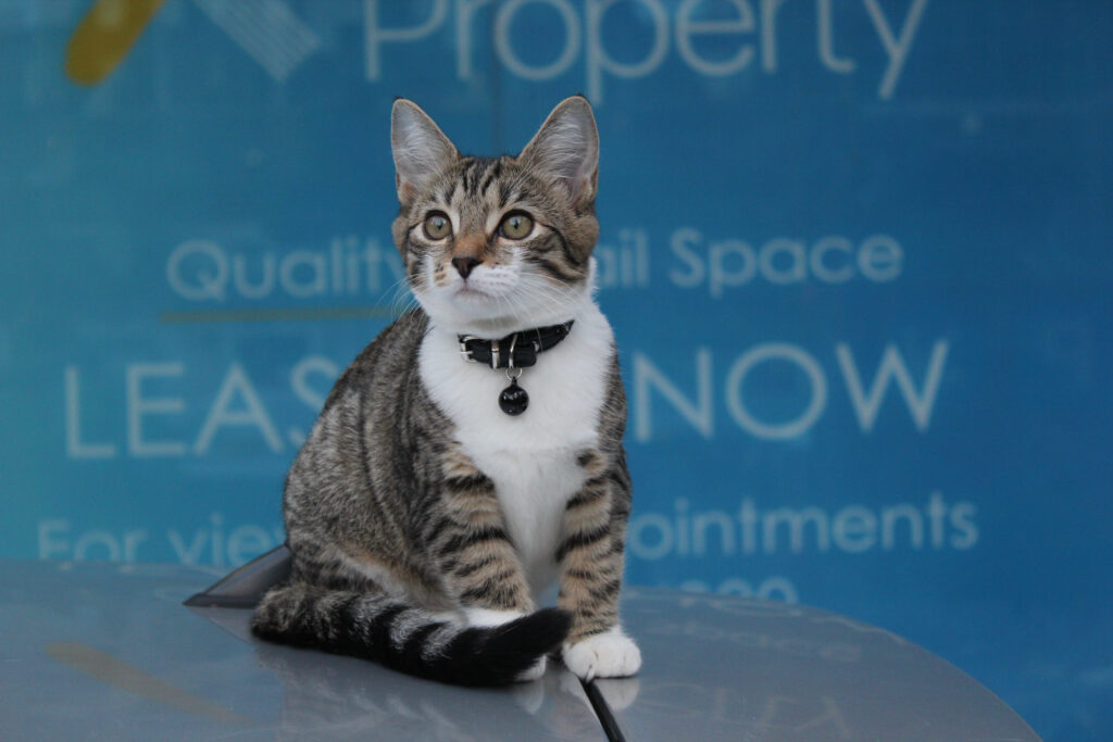 Adorable Kitten with Collar on Blue Background - Cute Wallpaper