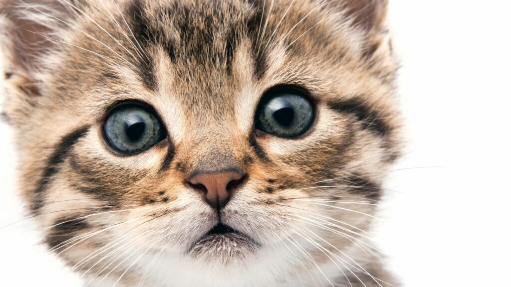 Adorable Kitten Close-Up Wallpaper: Large Eyes & Soft Fur