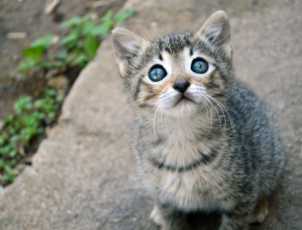Adorable Kitten Wallpaper: Cute Cat with Big Eyes in Natural Setting