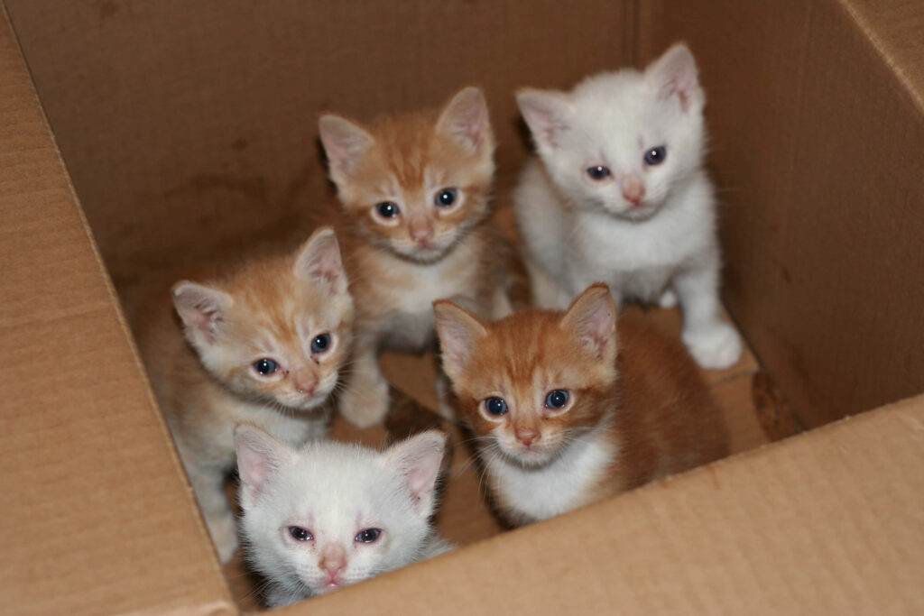 Adorable Kittens in Cardboard Box - Cozy Wallpaper for Animal Lovers
