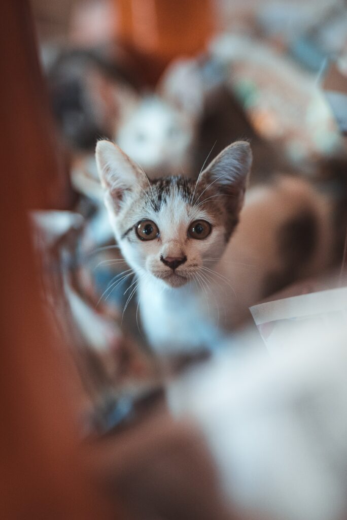 Adorable Kitten with Wide Eyes - Soft Focus Wallpaper Background
