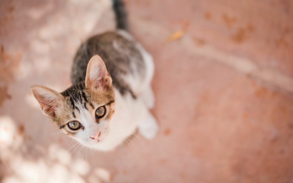 Adorable Kitten Gazing Up: Charming Top View Wallpaper Background