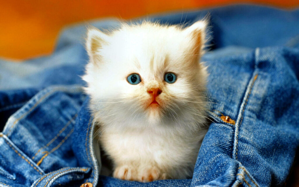 Adorable Kitten in Denim Pocket - Charming Wallpaper Background
