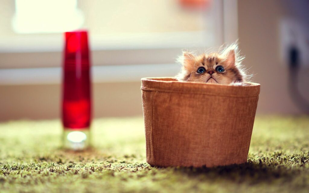 Fluffy Kitten in Container: Adorable Wallpaper with Soft Background