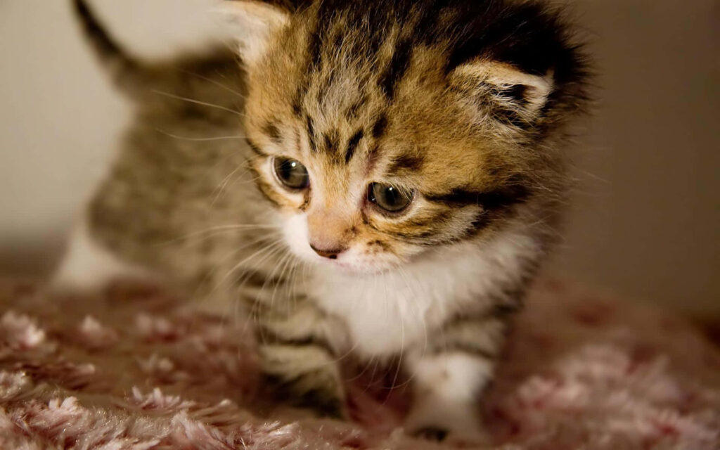 Charming Kitten Wallpaper: Fluffy Fur & Curious Eyes in Soft Background