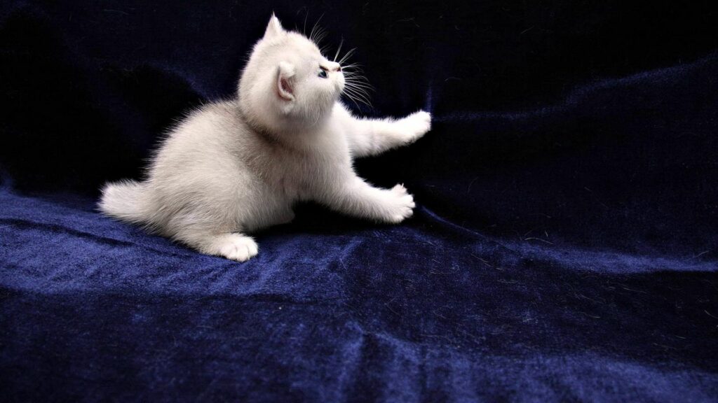 Playful Kitten on Soft Dark Blue Velvet Background Wallpaper