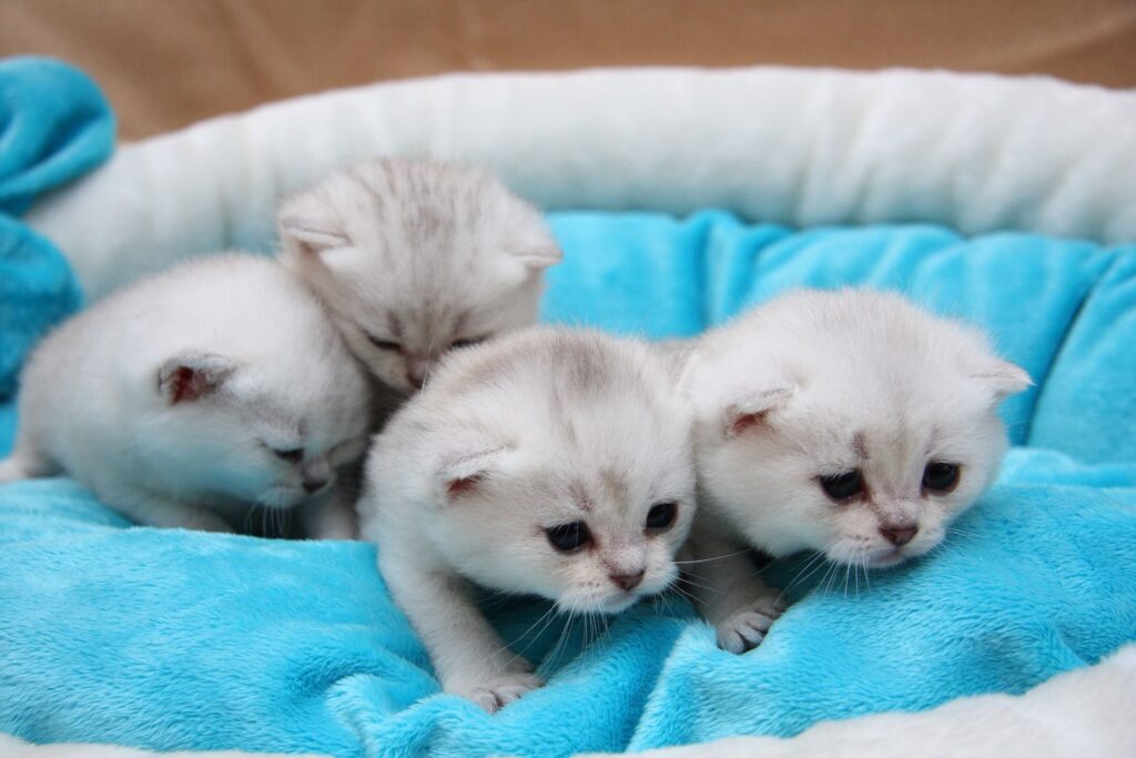 Heartwarming Kitten Wallpaper: Adorable Kittens on Blue Blanket