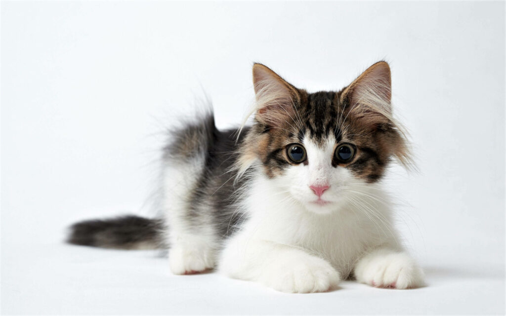 Charming Black-and-White Kitten Wallpaper: Adorable & Heartwarming Design